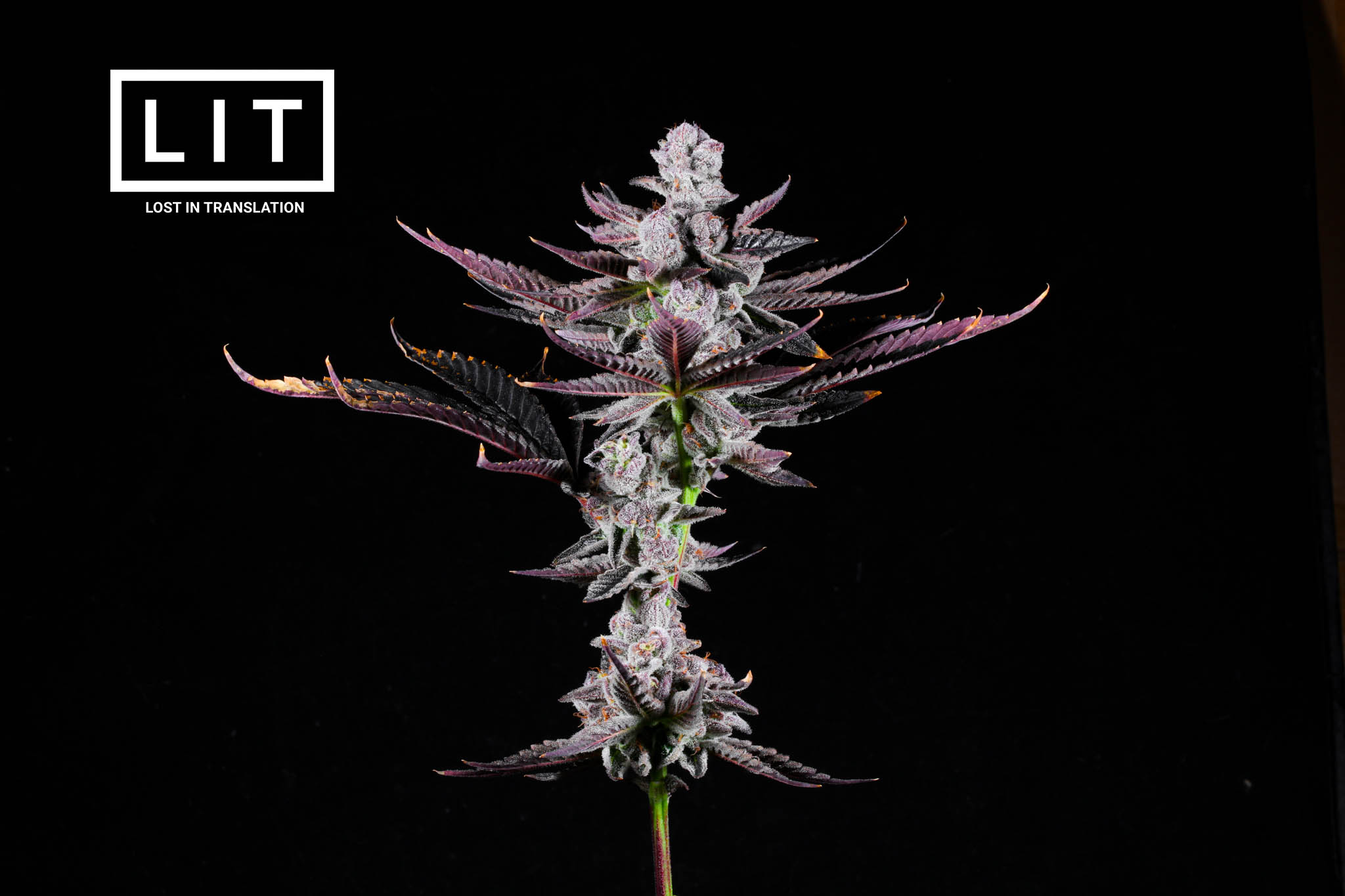 Pink Kitty - LIT Farms - Image 2