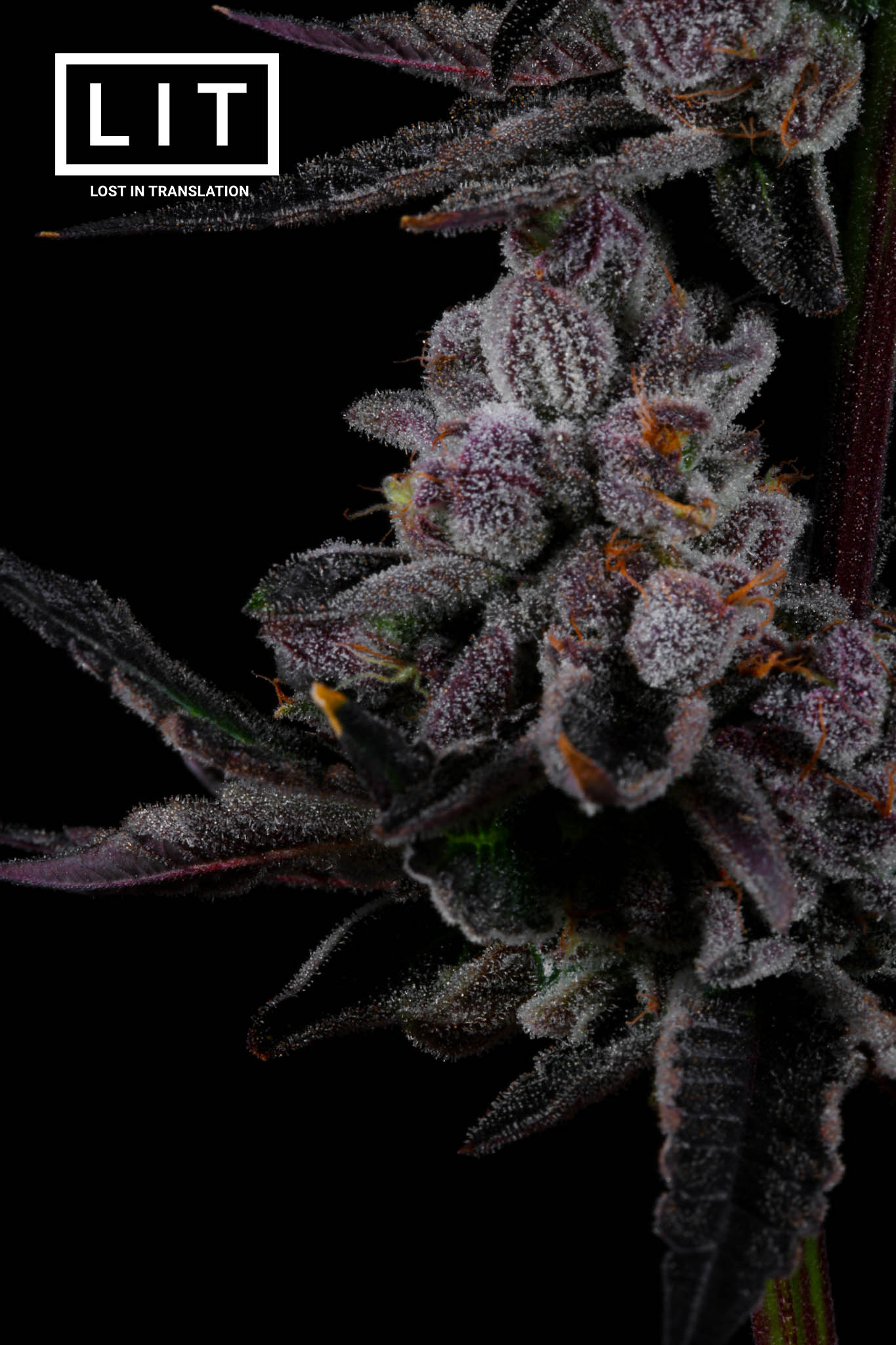 Pink Kitty - LIT Farms - Image 11