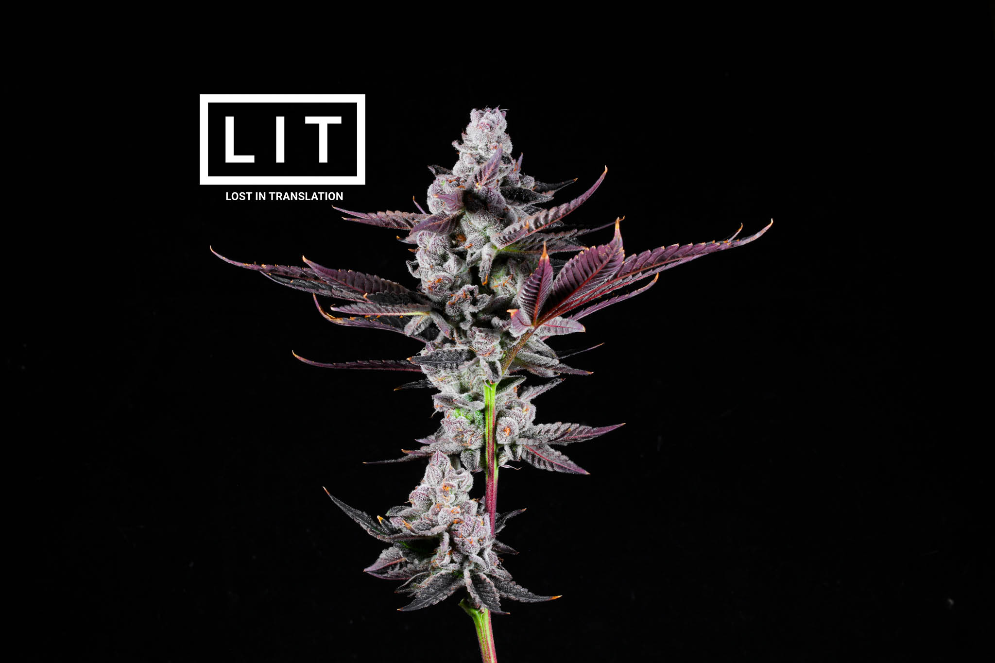 Pink Kitty - LIT Farms - Image 12