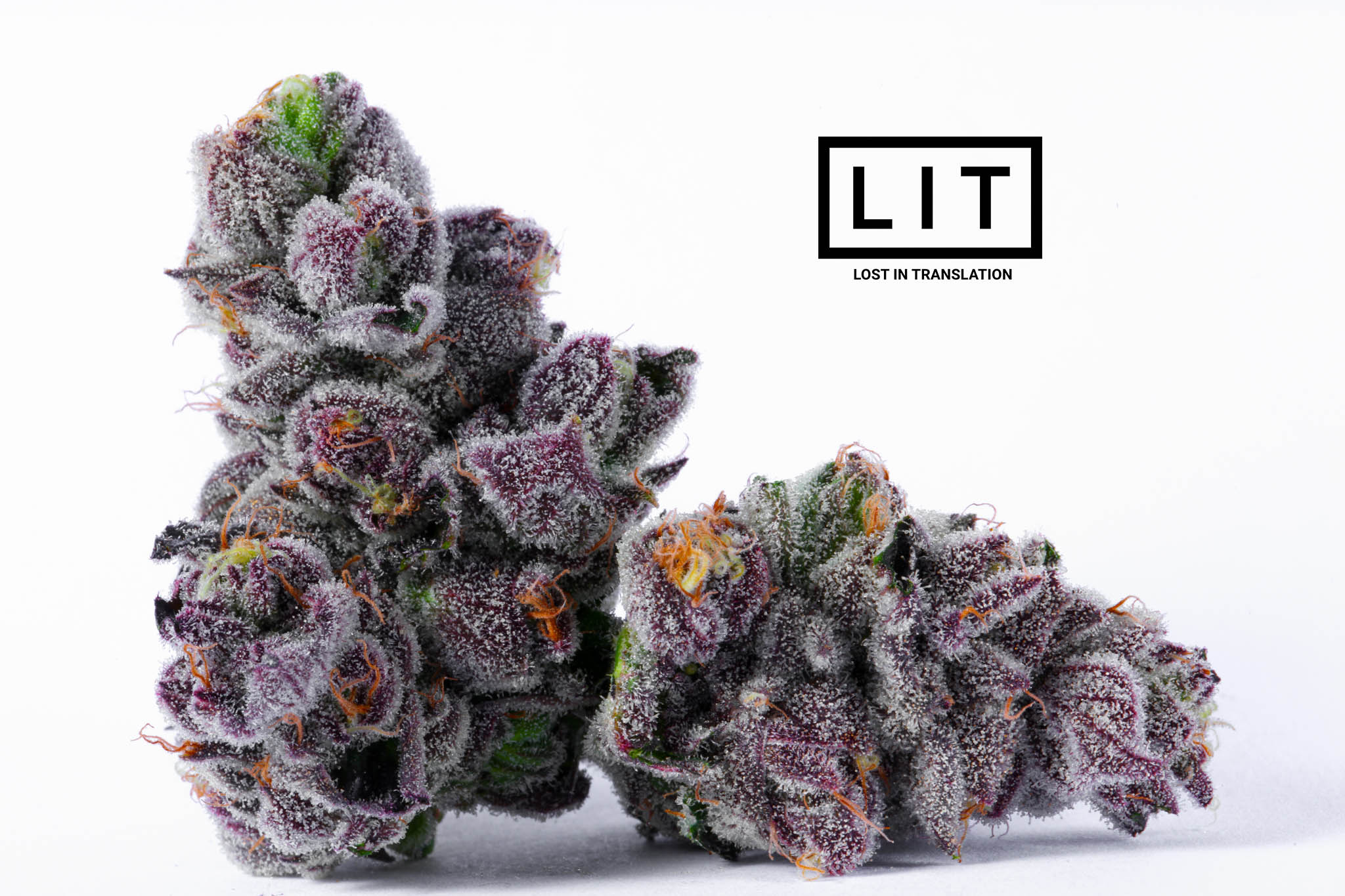 Pink Kitty - LIT Farms - Image 4