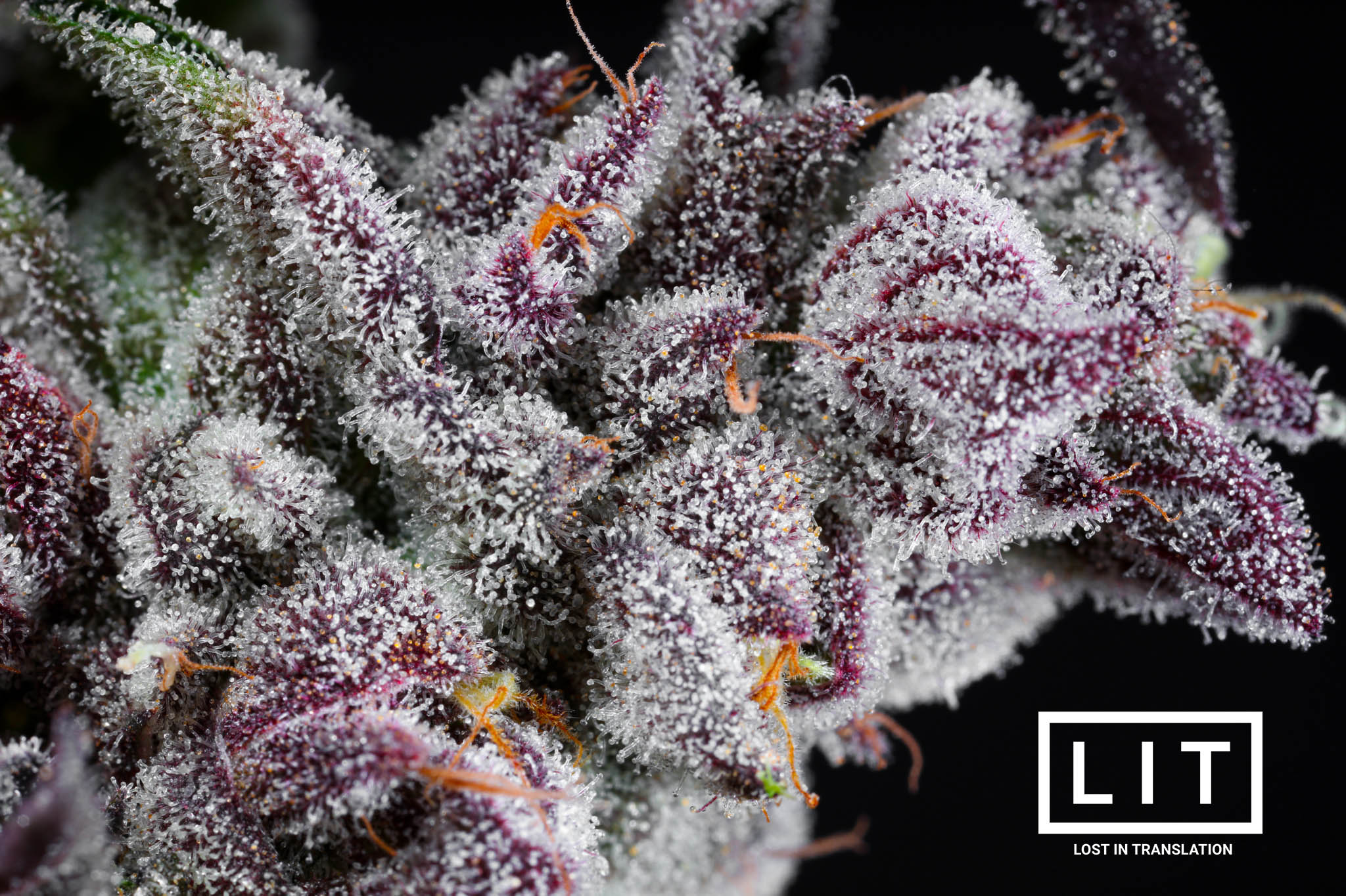 Pink Kitty - LIT Farms - Image 6