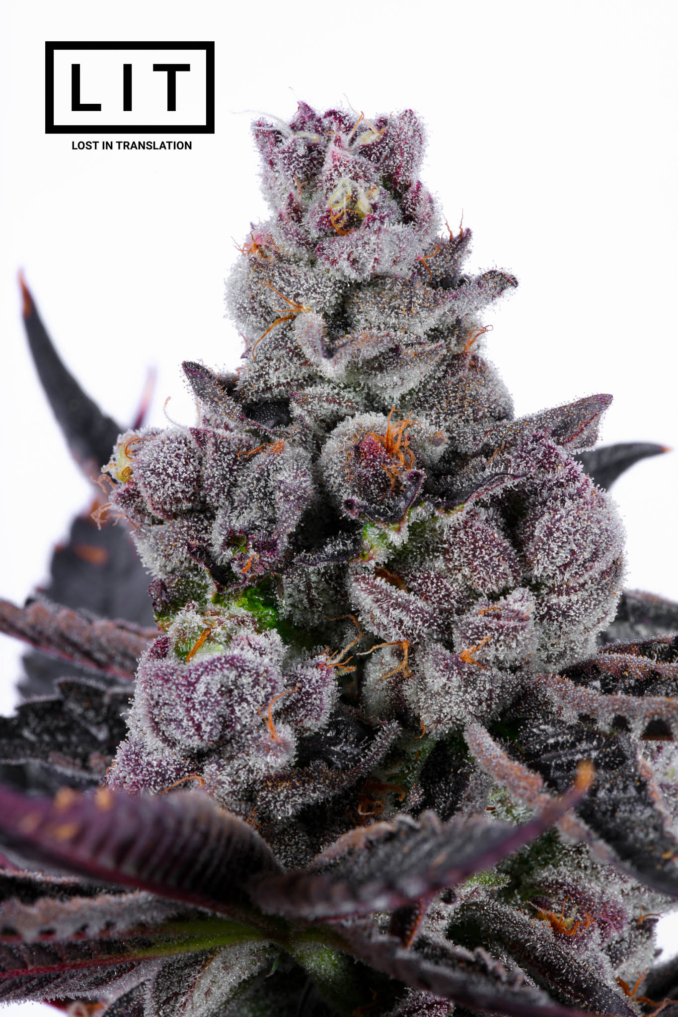 Pink Kitty - LIT Farms - Image 7