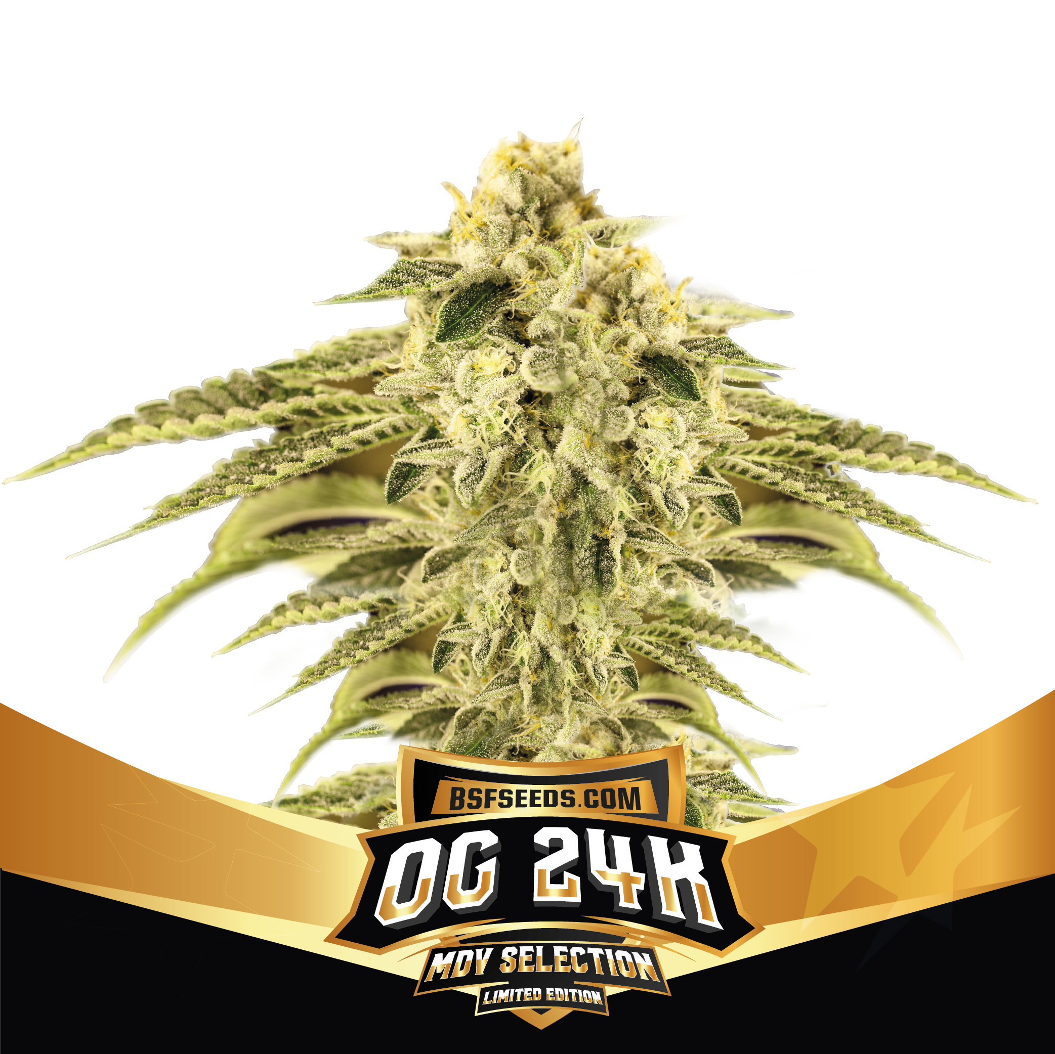 OG24K / LIMITED EDITION - BSF SEEDS SeedTopia Best Cannabis seed bank in Thailand