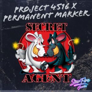 Secret Agent - StarFire Genetix SeedTopia cannabis seed bank Thailand