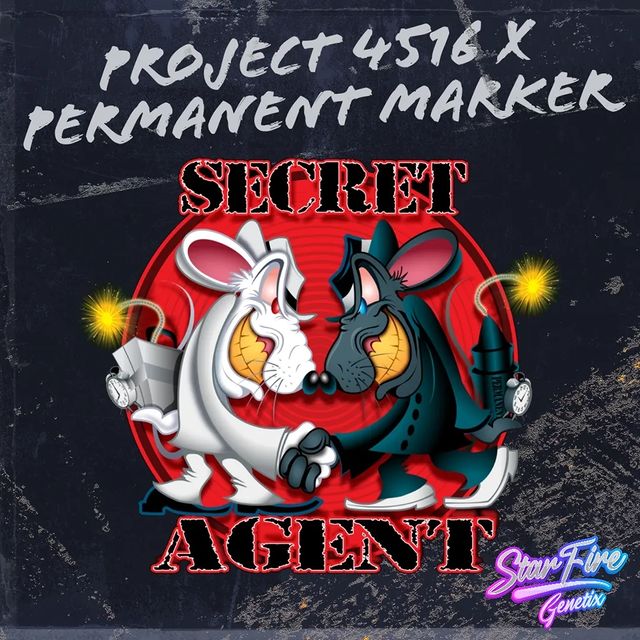Secret Agent - StarFire Genetix SeedTopia cannabis seed bank Thailand