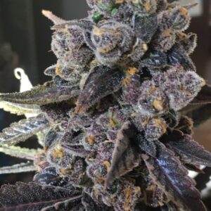 Unicorn Poop F2 - Thug Pug Genetics SeedTopia Best Cannabis seed bank in Thailand