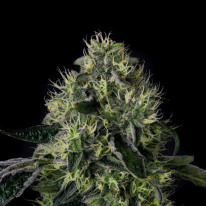 Lucky 123 - Wizard Trees Genetics. SeedTopia Cannabis seed bank Thailand