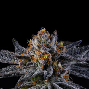 Rainbow Runtz - Wizard Trees Genetics. Thailand best Cannabis seed bank