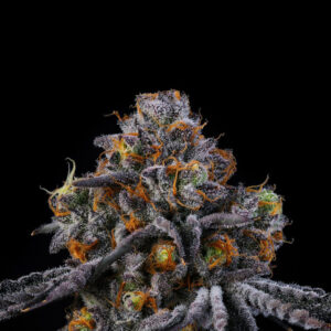 Rodeo - Wizard Trees Genetics. SeedTopia Cannabis seeds shop Thailand