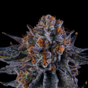 Tea Time - Wizard Trees Genetics. Best Cannabis Seed shop in Thailand