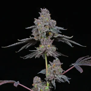 Total Eclipse - Compound Genetics. SeedTopia.asia Cannabis seed bank Thailand