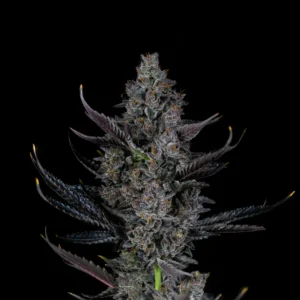 Bling Blaow - Compound Genetics