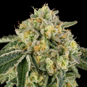 Bow Shooter - Wizard Trees Genetics