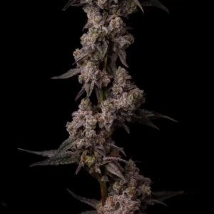 Caribbean Breeze - Seed Junky Genetics. SeedTopia cannabis seed bank Thailand