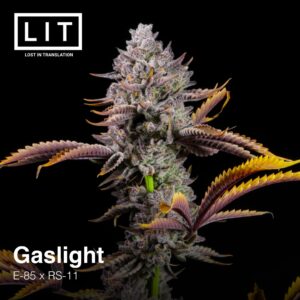 Gaslight - LIT Farms. SeedTopia Cannabis seed bank Thailand