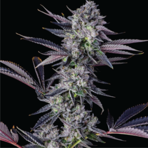 Honeycomb Pavé - Compound Genetics. Seed bank thailand