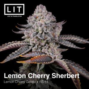 Lemon Cherry Sherbert - LIT Farms. SeedTopia Cannabis seed bank Thailand