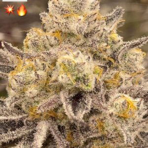 Nine Lions - BeLeaf Genetics. SeedTopia Cannabis seed shop in Thailand