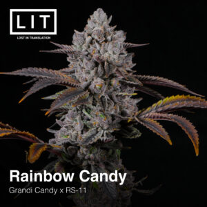 Rainbow Candy - LIT Farms. SeedTopia Cannabis seed bank Thailand