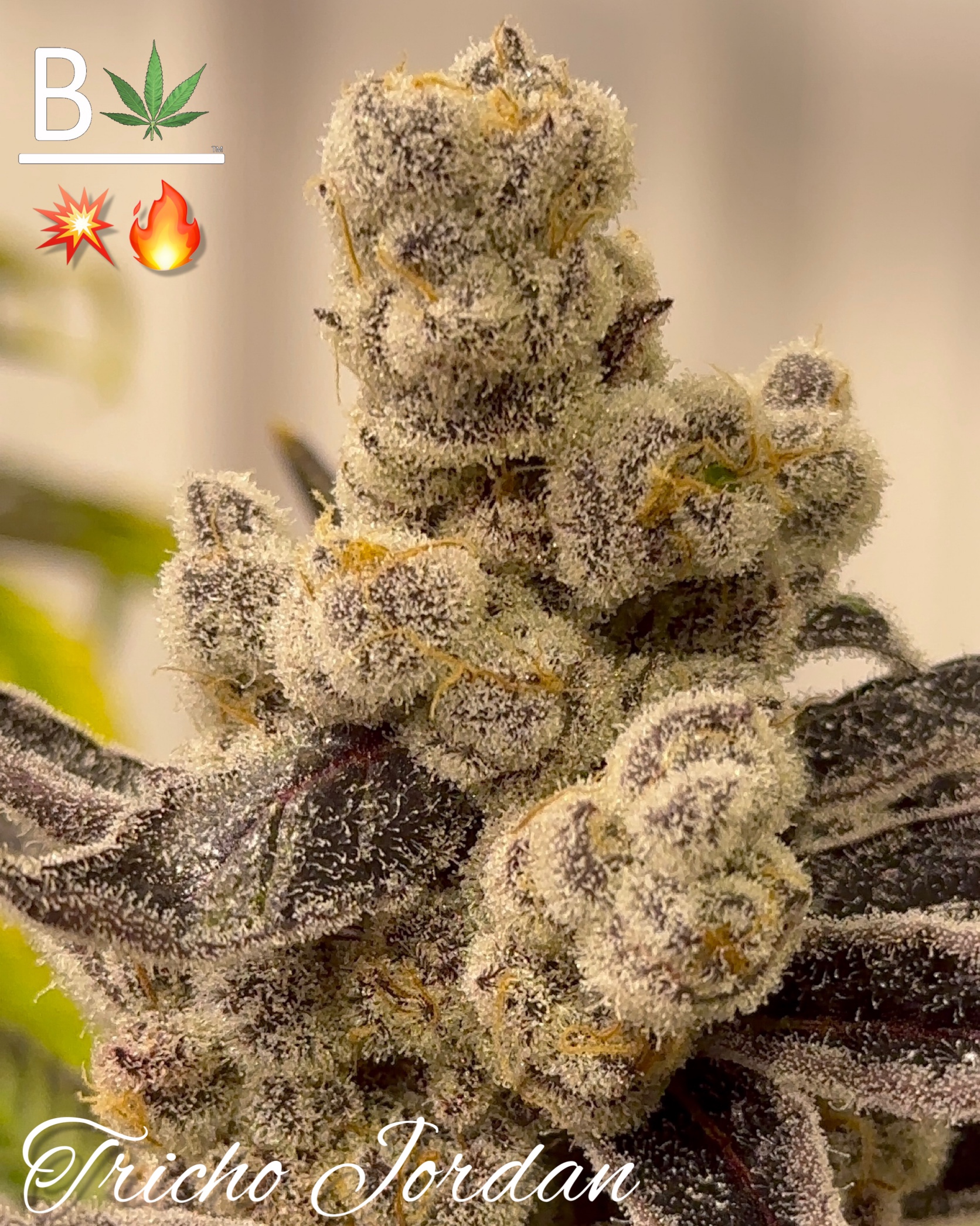 Tricho Jordan - BeLeaf Genetics. SeedTopia Cannabis seed bank Thailand