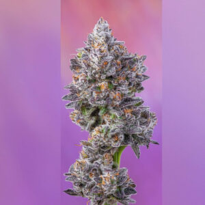 West Coast Diesel x Apples n Bananas - Compound Genetics (Cookies Collab)