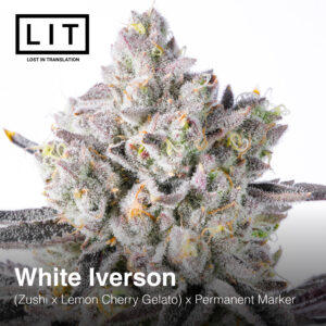 White Iverson - LIT Farms. SeedTopia Cannabis seed bank Thailand