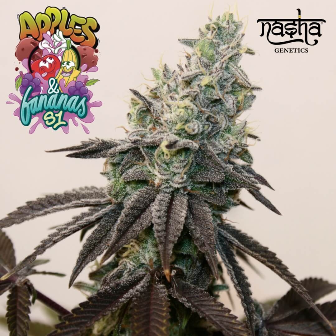 Apple N Banana S1 - Nasha Genetics