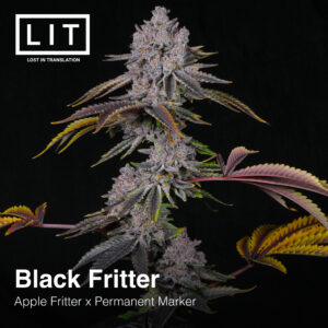Black Fritter - LIT Farms
