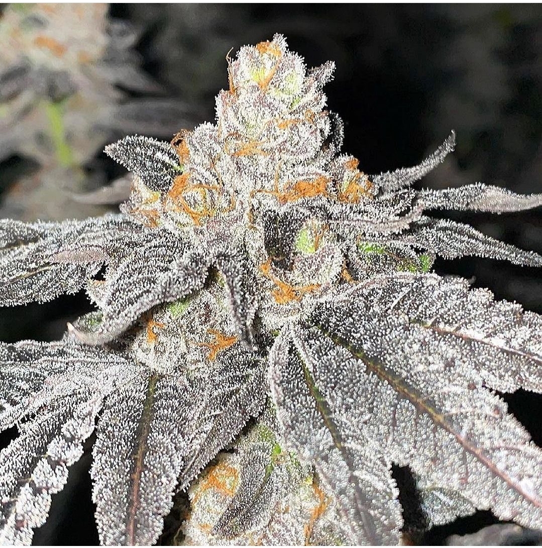 Crepes - LIT Farms - Image 2