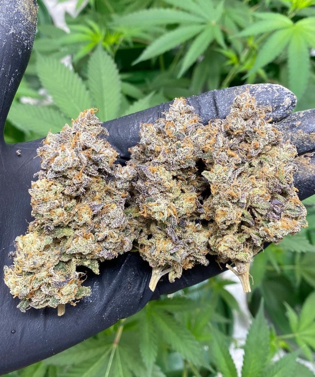 Crepes - LIT Farms - Image 3