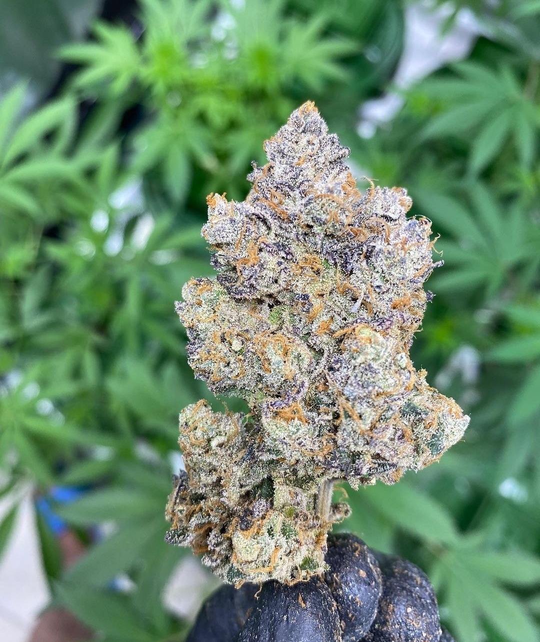 Crepes - LIT Farms - Image 4