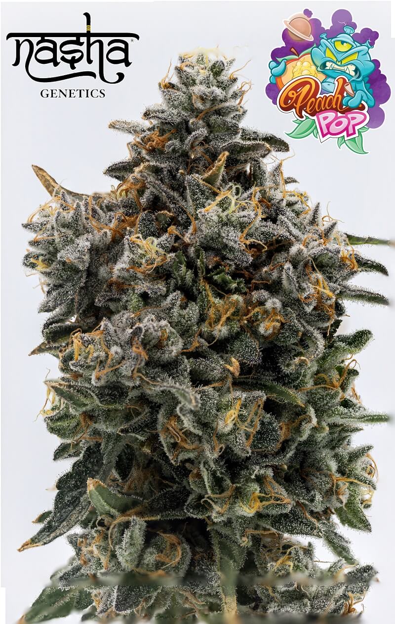 Peach Pop - Nasha Genetics