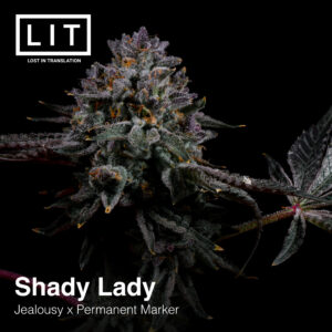 Shady Lady - LIT Farms