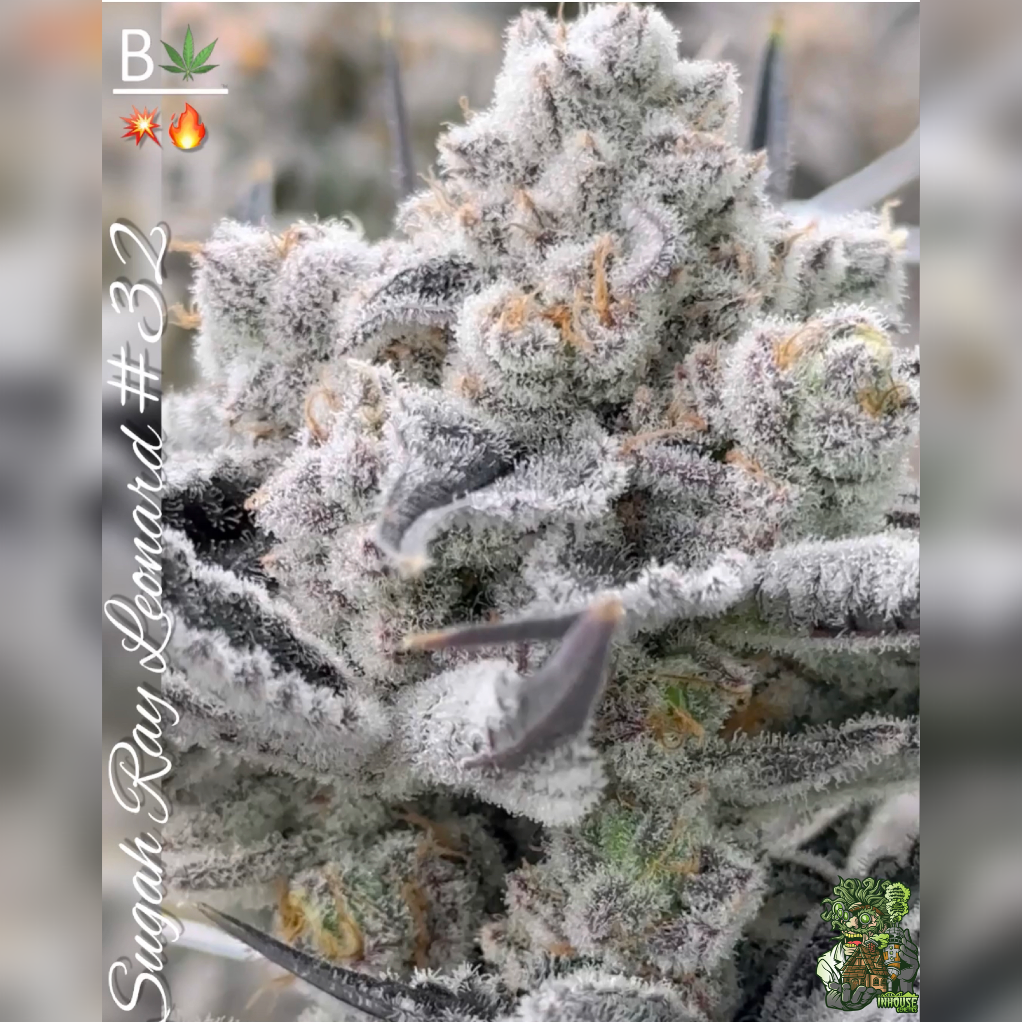 Sugar Ray Leonard – BeLeaf Genetics