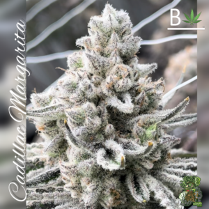 Cadillac Margarita - BeLeaf Genetics