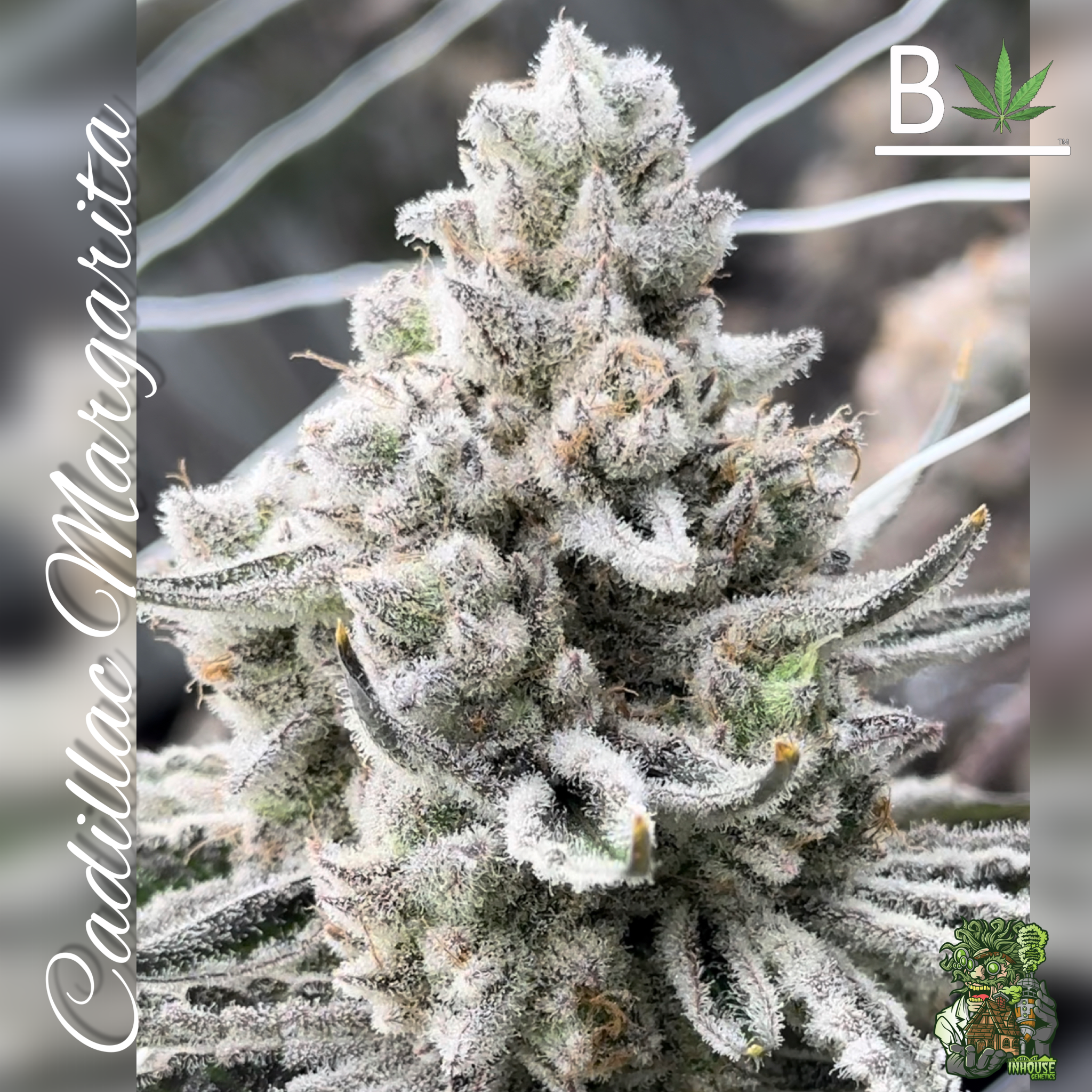 Cadillac Margarita - BeLeaf Genetics