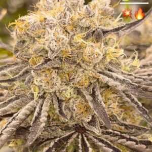 Chestah The Cheetah - BeLeaf Genetics