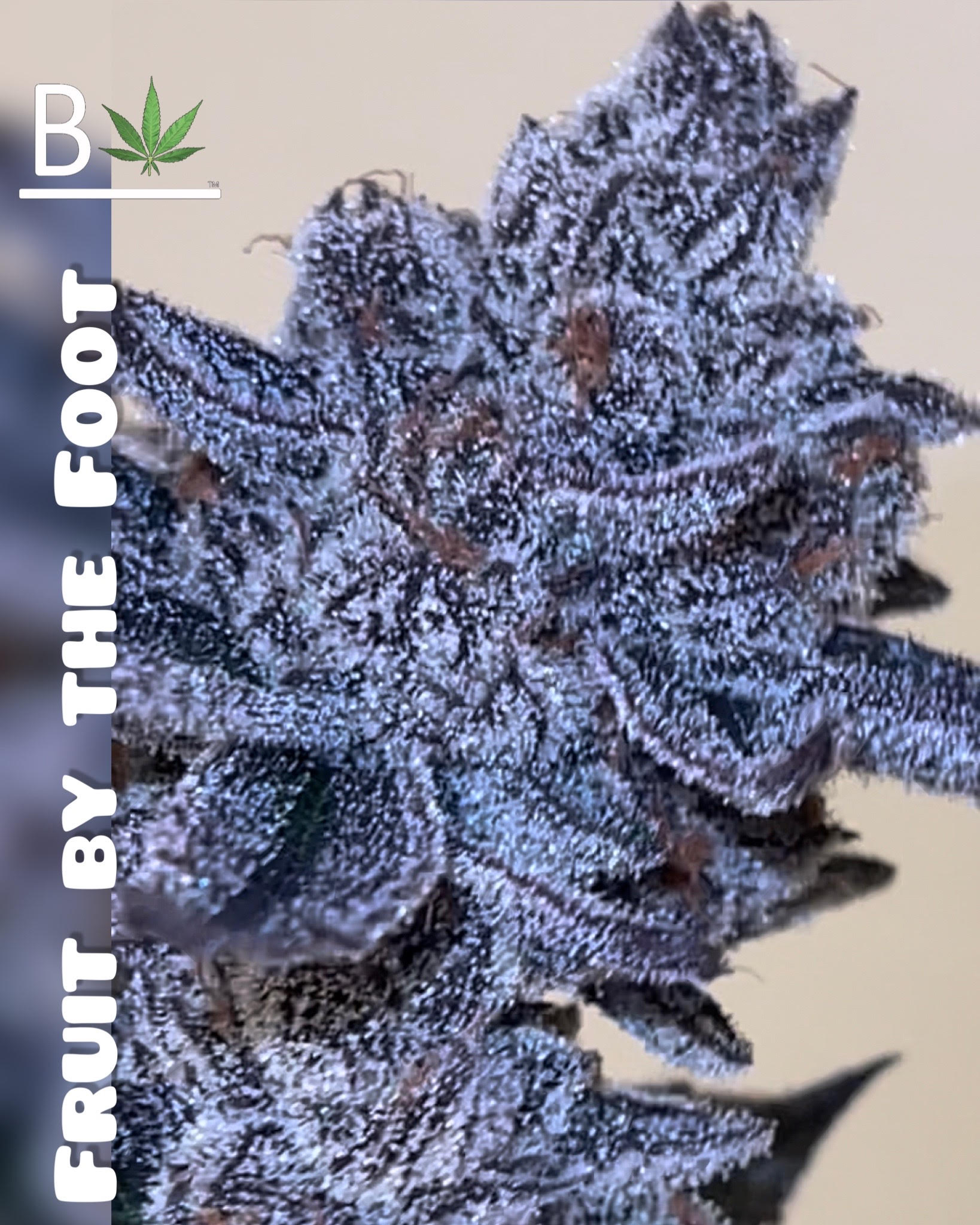 Fruit by the Foot - BeLeaf Genetics