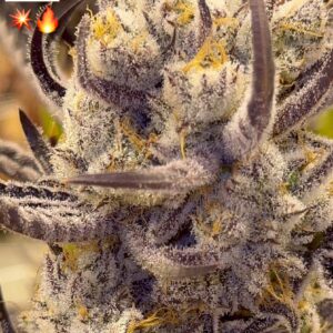 Hawaiian Lion - BeLeaf Genetics