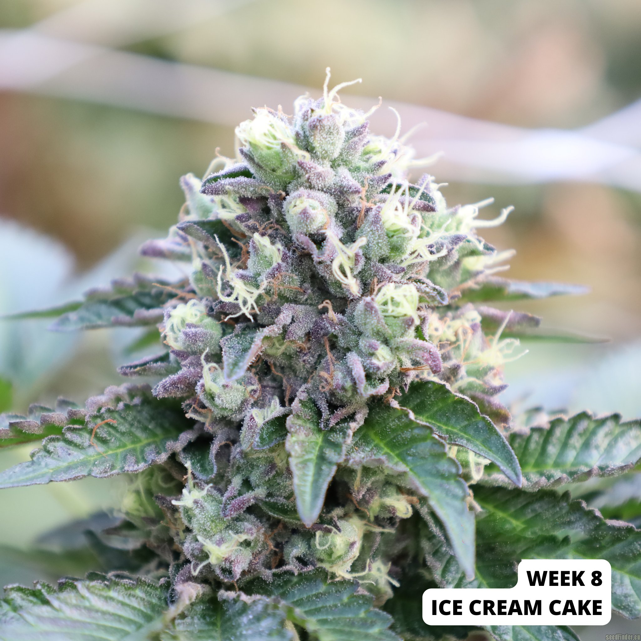 Ice Cream Cake – Seed Junky Genetics - Image 3