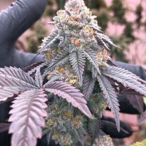 Ice Cream Sundae – LIT Farms / Grandiflora