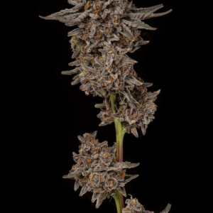 Jealousy - Seed Junky Genetics