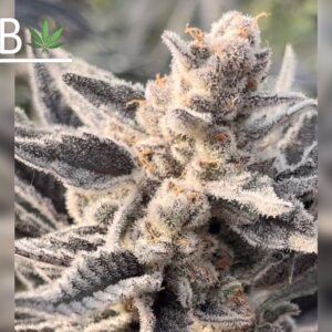 Trokenbeerenauslese - BeLeaf Genetics