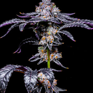 Tropical Gelato 2.0 – LIT Farms