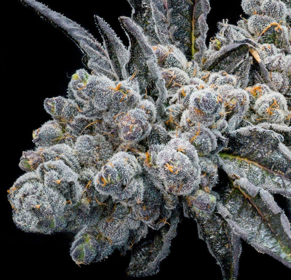 Ice Cream Cake – Seed Junky Genetics