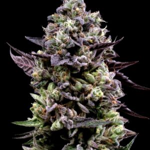 Kush Sorbet - Seed Junky Genetics