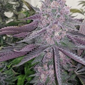 Rozay R1 - Relentless Genetics