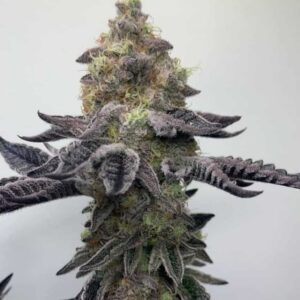 Wedding Cake F4 - Seed Junky Genetics