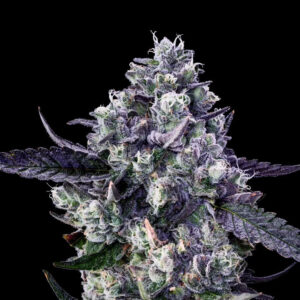 Diabla - Offensive Selections