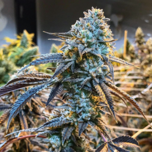 Bully Kush - Seed Junky Genetics